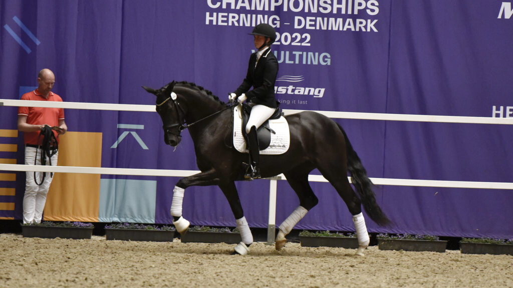 Lots of Blue Hors offspring 2022 in the Warmblood Show Danish Herning at Elite