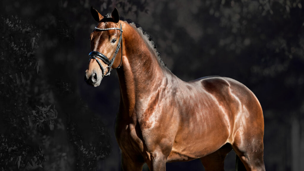 Monte Carlo was the Danish breeders' number 1 in 2021 - Farrell, Kingston and St. Schufro in Top 10