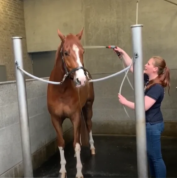 Gode fif til hvordan du vasker din hest allerbedst!