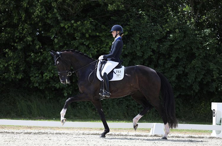 Great results in the qualifiers for the Danish Riding Federation's young horse championships