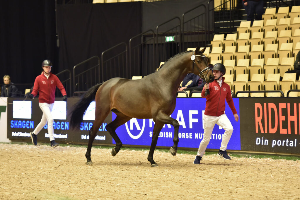 Three Blue Horse in Danish now approved breeding Warmblood are for stallions