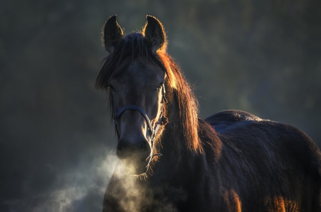 What should I do when my horse is coughing?