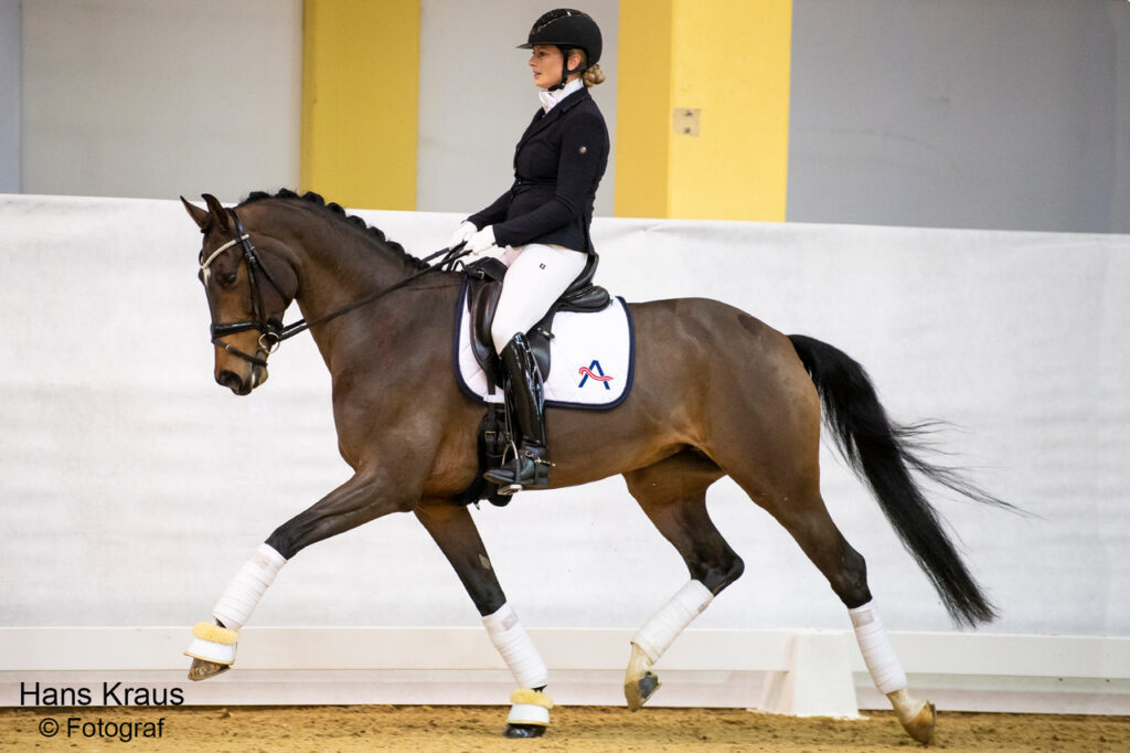 Zack-daughter part of Austria's first hybrid auction collection of riding horses