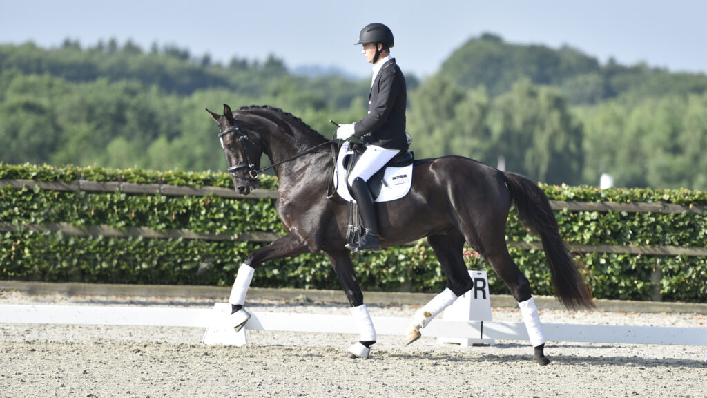These horses will participate in the Danish Varmblood test 2023!