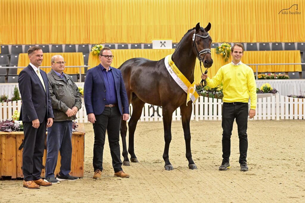 Son by For Dance appointed Premium Stallion in Hannoveraner Verband