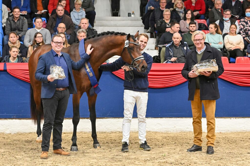 Son by Farrell appointed Premium Stallion in Oldenburger Pferdezuchtverband