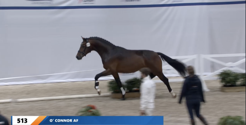 Succesful Kingston-sons at the KWPN stallion selection