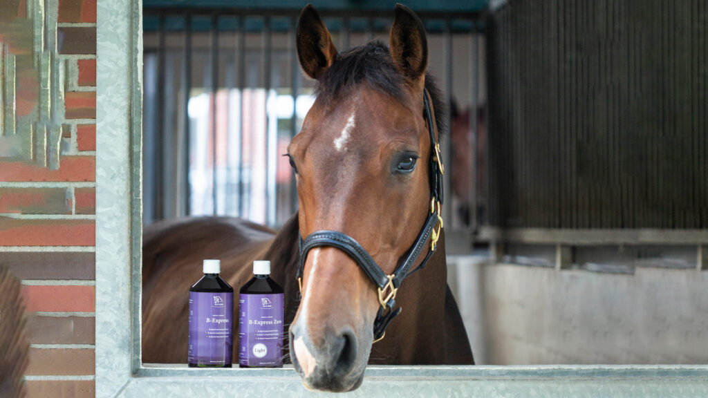 Why should you choose to give your horse B-vitamins?