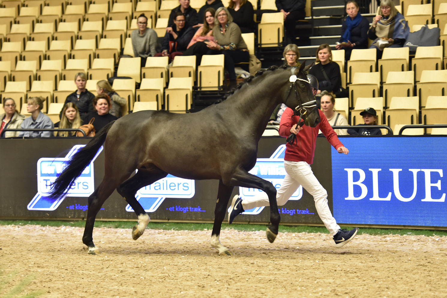 Blue for now approved stallions Three Danish Warmblood in Horse breeding are