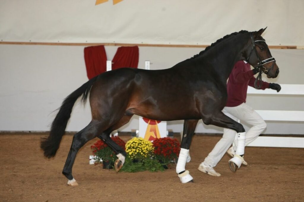 Offspring by Blue Hors Zackerey participating in the DSP stallion licensing