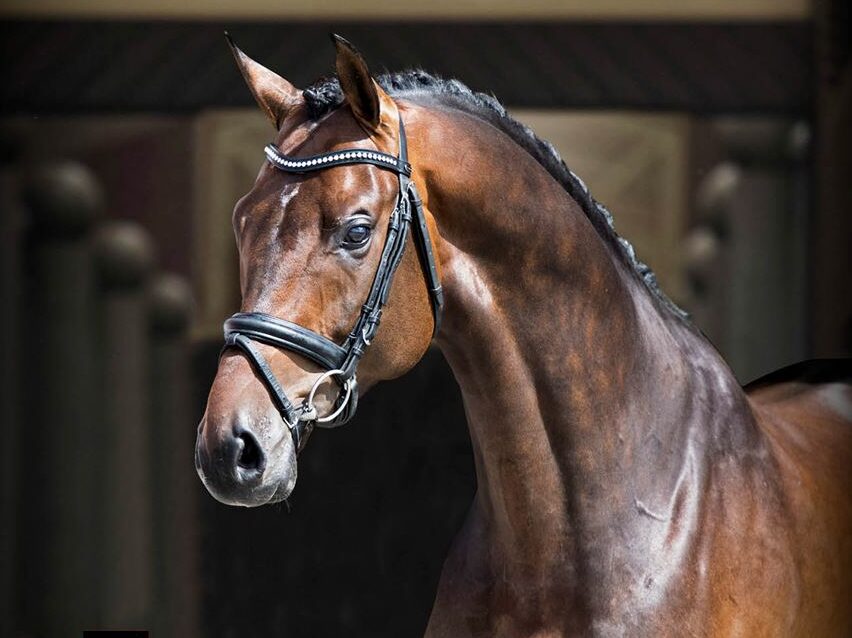 An iconic breeding stallion from Blue Hors is on its way to Holland!