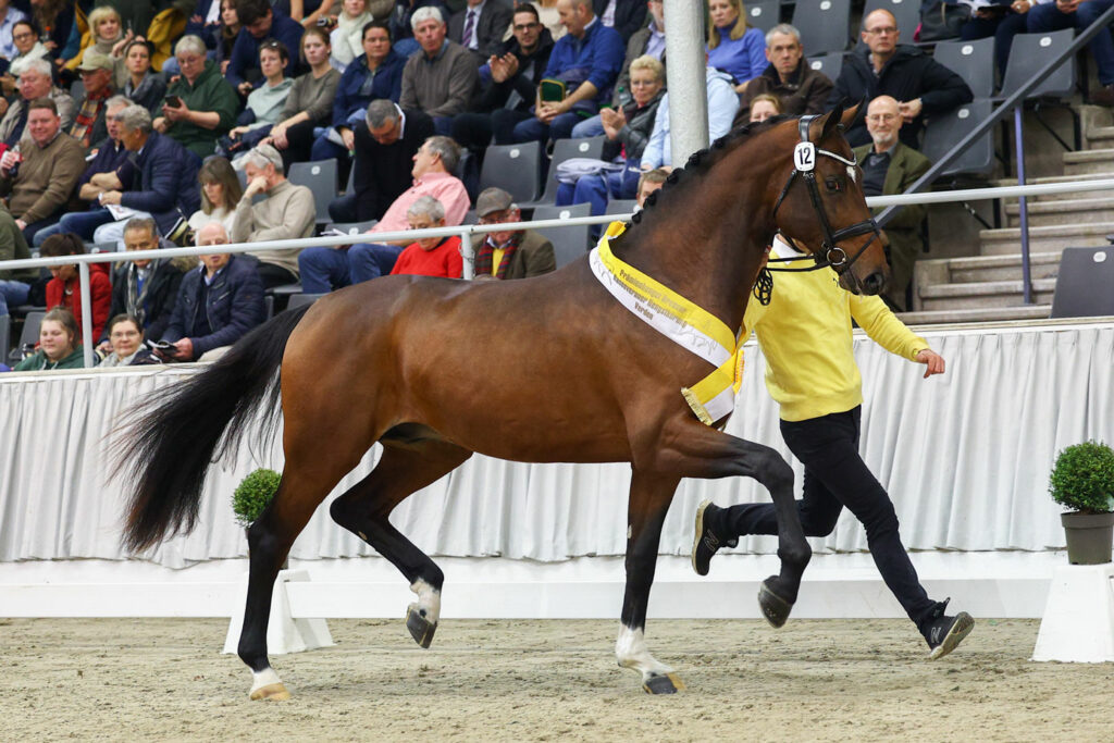 Young stallions from Blue Hors looking great shape at the Hanoverian stallion selection