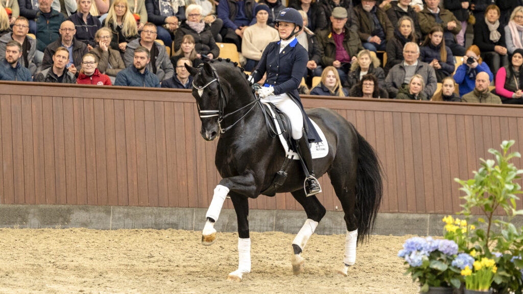 Blue Hors St. Schufro Named Elite Stallion by Danish Warmblood