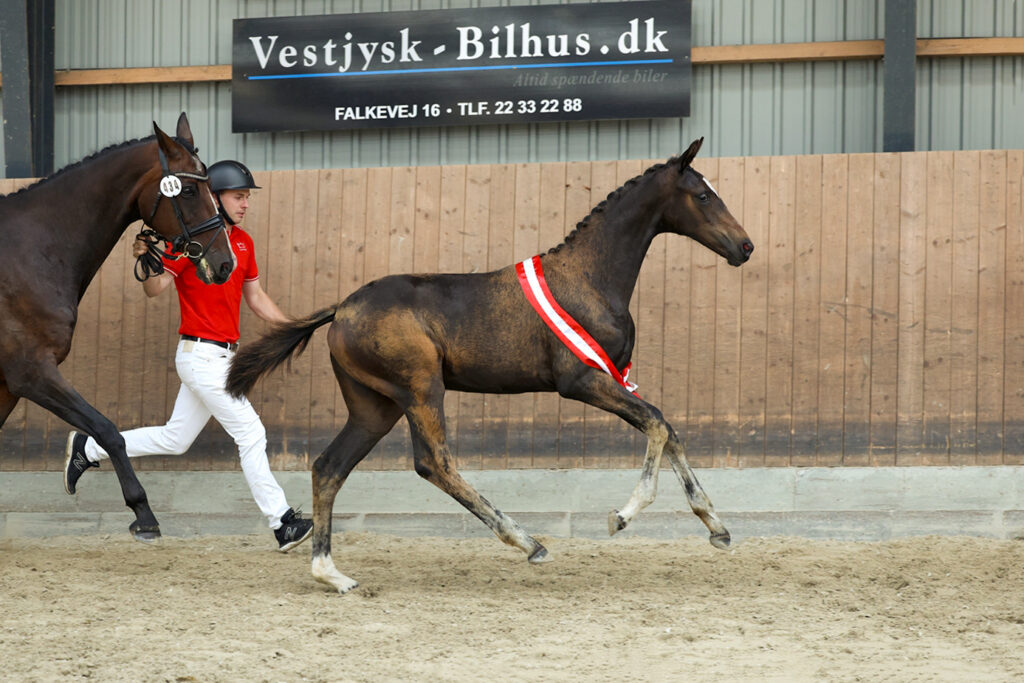 Exciting Blue Hors offspring announce their readiness for the Danish Warmblood Elite Show 2023