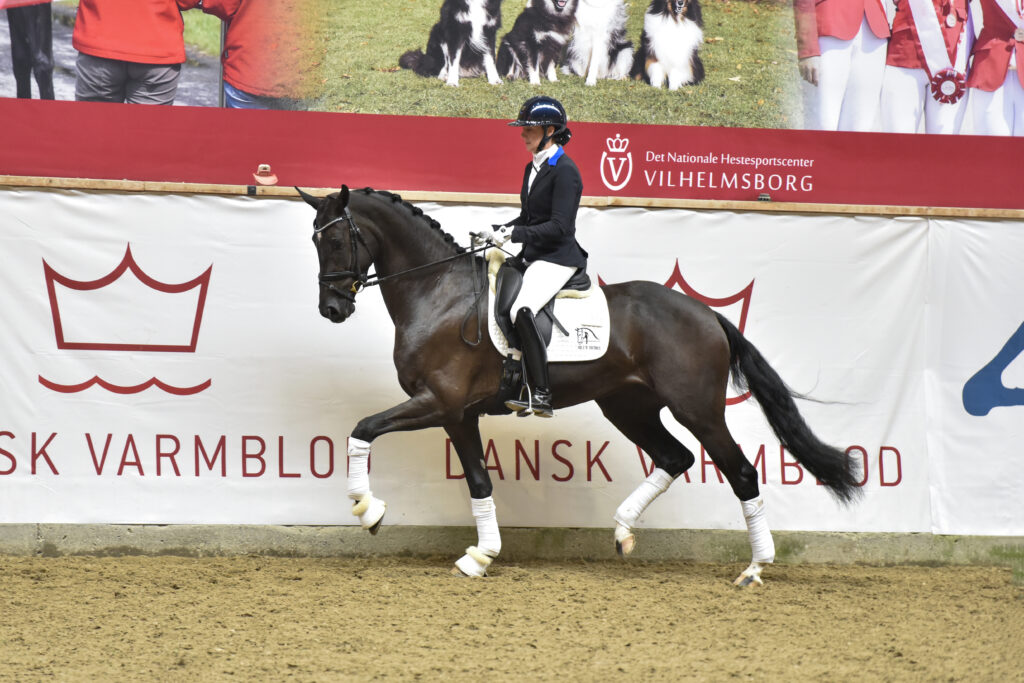 Viele wundervolle Fohlen und junge Pferde auf der Danish Warmblood Elite Show 2023