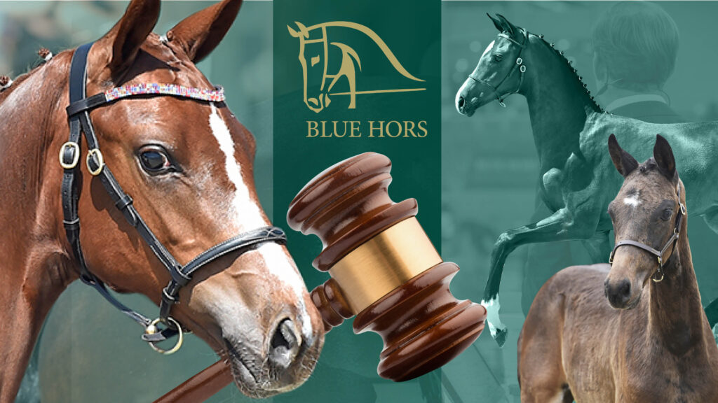 Blue Hors Elite Foal Auction 12 December at 18:00